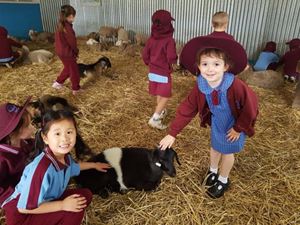Farm 15