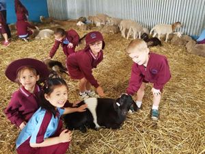 Farm 16