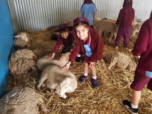 Farm 17