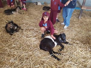 Farm 18
