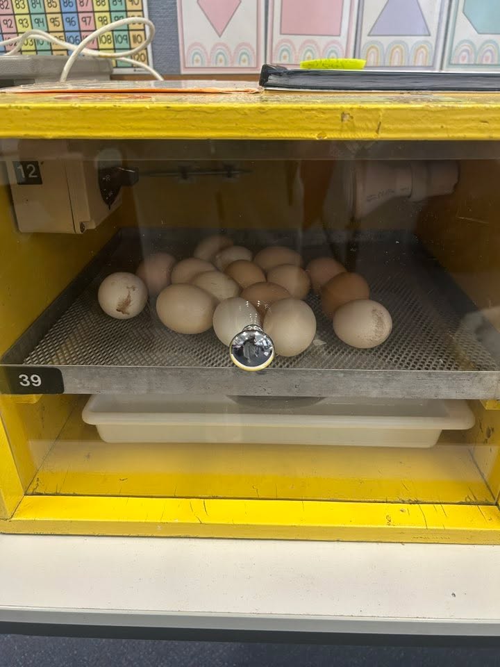 283758994179628_843929541495901-1