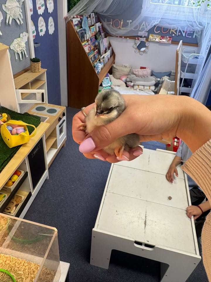 283758994179628_850716907483831-1